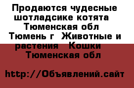 Продаются чудесные шотладсике котята - Тюменская обл., Тюмень г. Животные и растения » Кошки   . Тюменская обл.